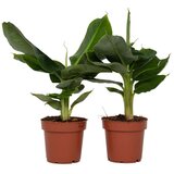 Plant in a Box bananovec - 2 kos - musa 'oriental dwarf' - višina 25-40cm - ⌀12cm, (21757948) Cene