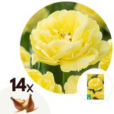 Plant in a Box Tulipani čebulice - 14 kos - Tulipa 'Avant Garde' - Cvetne čebulice - Rumena, (21755595) | Shoptok.si