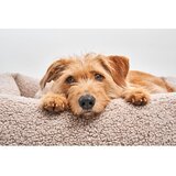 MiaCara Bež krevet za pse od boucle tkanine 71x91 cm Senso Greige M – | shoptok.hr