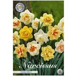 Cvjetne lukovice Narcissus Double (Žuta, Botanički opis: Narcissus) Cijene