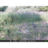 OXE Lovska kamera Gepard II in zaščitna kovinska škatla + 32GB kartica SD in 4 baterije! | Shoptok.si