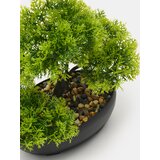 Sinsay Dekorativna bonsai biljka u posudi | shoptok.hr