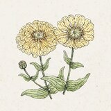 Jora Dahl Zinnia elegans "Isabellina" (Cinija) - 1 pkt. Cene