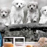  Tapeta - Four Puppies 450x315 Cijene