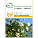 Saflax Prava mirta Cene