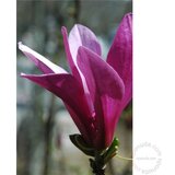  Grmlje listovi magnolia grandiflora | ePonuda.com