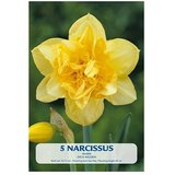  Cvjetne lukovice Narcisa Dick Wilden (Žuta, Botanički opis: Narcissus) | shoptok.hr