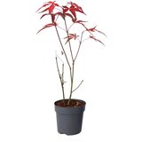 Plant in a Box japonski javor - acer palmatum 'atropurpureum' - višina 25-40cm - ⌀10,5cm, (21757710) Cene