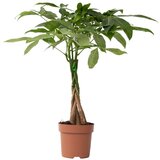 Plant in a Box Vodna pahira - Pachira aquatica - Višina 60-70cm - ⌀17cm, (21757992) | Shoptok.si