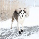 Trixie zaštitne čizmice za pse walker active l | ePonuda.com