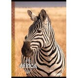 STREET Zvezek A4 Africa, veliki karo, 80 listov, sortirano, 1 kos | Shoptok.si
