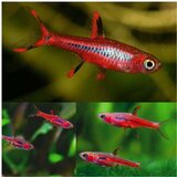 Akvarijum Centar Boraras brigittae | ePonuda.com