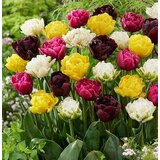Royal De Ree Lukovica Lala, tulipan - Tulipa Double Upstar 10/1 Cene