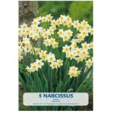  Cvjetne lukovice Narcisa Budget Collection Minnow (Bijela, Botanički opis: Narcissus) | shoptok.hr