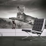  Tapeta - Black and white lioness 350x270 Cijene