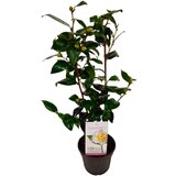 Plant in a Box japonska kamelija - camellia japonica 'brush field' - višina 50-60cm - ⌀15cm, (21757569) Cene