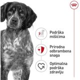 Royal Canin Medium Adult u umaku - 10 x 140 g | shoptok.hr