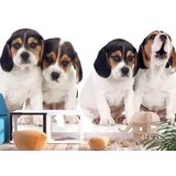  Tapeta - Sad Puppies 200x140 Cijene