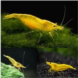 Akvarijum Centar Yellow shrimp | ePonuda.com