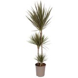 Plant in a Box Dracena - Dracaena marginata 'Bicolor' - Višina 110-130cm - ⌀24cm, (21758148) | Shoptok.si