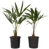 Plant in a Box visoka žumara - 2 kos - trachycarpus fortunei - višina 35-45cm - ⌀15cm, (21757532) Cene
