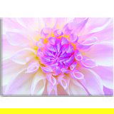 Pintdecor Zidni ukras Pink spring | shoptok.hr