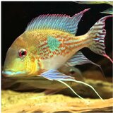 Akvarijum Centar geophagus megasema | ePonuda.com