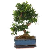 Plant in a Box Bonsai - Carmona microphylla - Višina 25-30cm - ⌀20cm, (21758237) | Shoptok.si