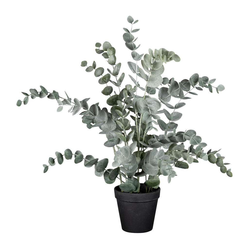 Umetna Rastlina Eucalypthus Ii -Ext- -Paz-