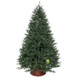 Můj Stromeček Umetna jelka višina 180 cm Canadian Spruce 3D – | Shoptok.si