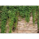  Foto tapeta - Ivy wall 392x280 | shoptok.hr