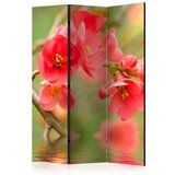  Paravan u 3 dijela - Azalea reflected in the water [Room Dividers] 135x172 Cijene