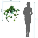 MID.YOU Umetna Rastlina Monstera Climb | Shoptok.si