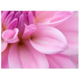  Tapeta - Flower petals - dahlia 300x231 | shoptok.hr