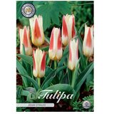 Cvjetne lukovice Tulipan Johan Strauss (bijela, Botanički opis: tulipa) Cijene