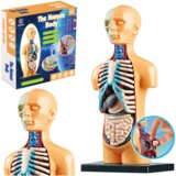 Lean_Toys Izobraževalni anatomski model organov človeškega telesa | Shoptok.si
