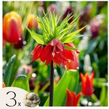Plant in a Box Logarica - 3 kos - Fritillaria rubra - Cvetne čebulice - Oranžna, (21757008) | Shoptok.si