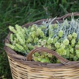 Korres olympus tea penasti gel za čiščenje lica, 200ml | ePonuda.com