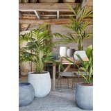  cvetje umetno mica, palma, v 160 x š 80 cm, edel. | Shoptok.si