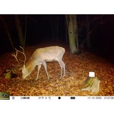 Keepguard Lovska kamera KG795W in klasični daljnogled FOMEI 7-21x40 ZCF Zoom + 32GB SD kartica in 8 baterij! | Shoptok.si