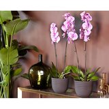 Artevasi Cvetlični lonec iz reciklirane plastike ø 20 cm Havana – | Shoptok.si