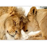 Artgeist FOTOTAPETA | Shoptok.si