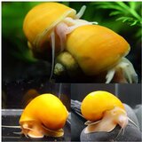 Akvarijum Centar Pomacea bridgesii | ePonuda.com