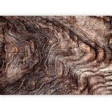  Foto tapeta - Signs of the times - an abstract background with the wrinkled bark of an old tree 350x256 Premium | shoptok.hr