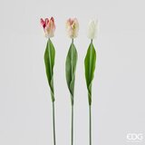  TULIPAN 53CM PINK CREAM EDG | Eponuda.ba