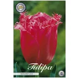  Cvjetne lukovice Tulipan Fringed Burgundy Lace (Crvena, Botanički opis: Tulipa)