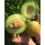 BIO medena melona Frusito | Shoptok.si