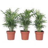 Plant in a Box Gorska palma - 3 kos - Chamaedorea elegans - Višina 30-40cm - ⌀12cm, (21758032) u