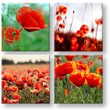  Slike na platnu Meadow of poppy poppies 4-delni Kolaž XOBKOL17E42 () Cene