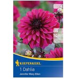 KIEPENKERL Lukovice jesenskog cvijeća (Dahlia 'Jennifer Mary Ellen', 1 Kom.) | shoptok.hr